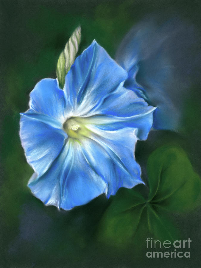Blue Morning Glory Flower and Bud Painting by MM Anderson