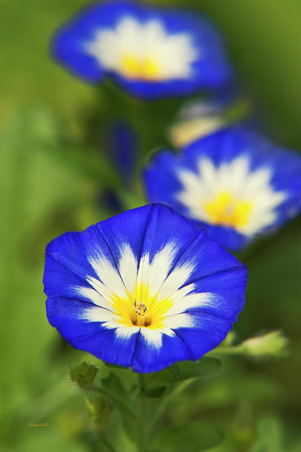 Blue Morning Glory Flowers Photograph by Christina Rollo