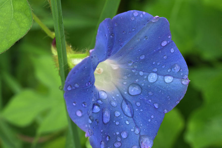 Blue Morning Glory with Droplets Photograph by Iris Richardson