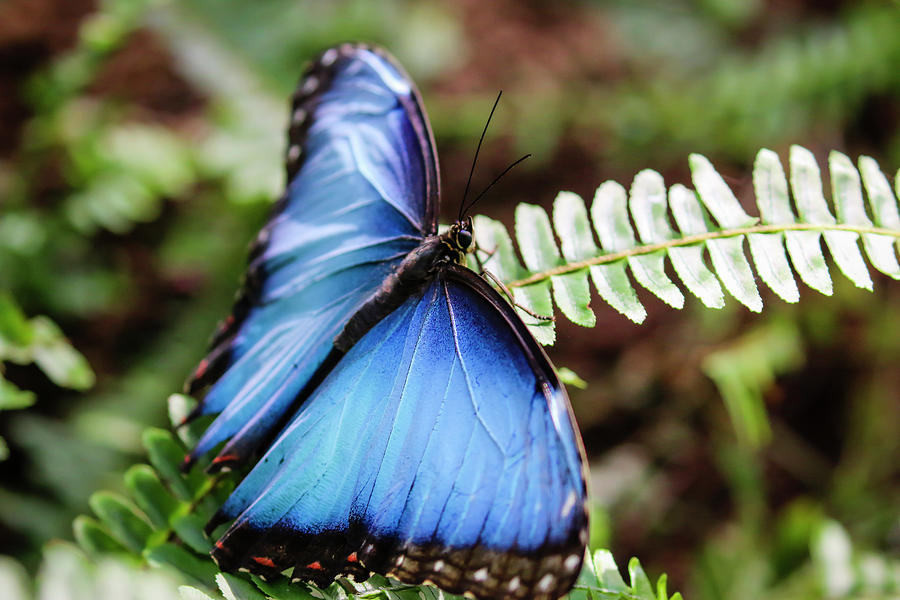 Blue Morpho Butterfly 1 Photograph by Dawn Richards