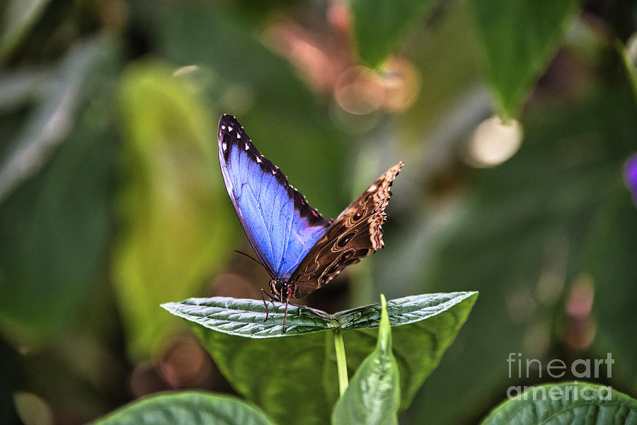 Blue Morpho Butterfly 2 Photograph by Andrea Anderegg