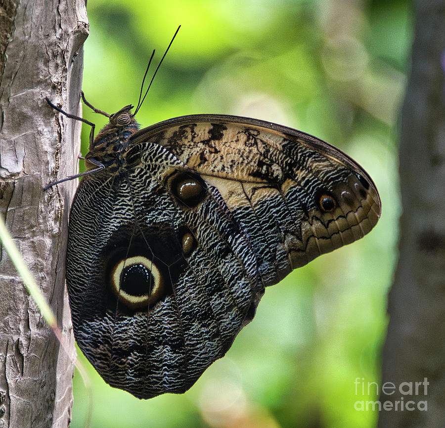 Blue Morpho Butterfly 3 Photograph by Andrea Anderegg