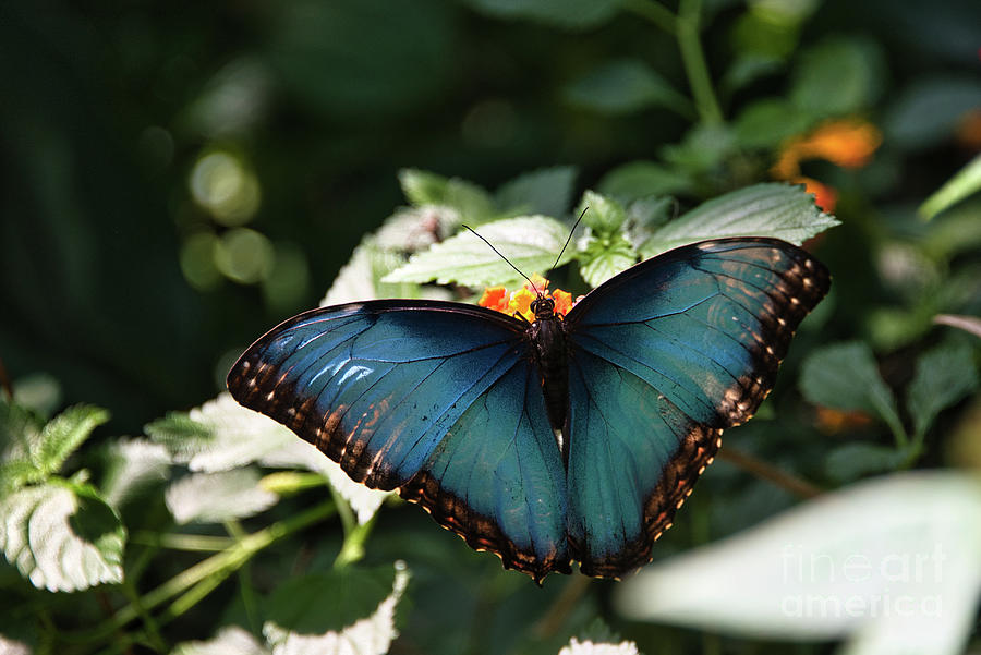 Blue Morpho Butterfly by Andrea Anderegg Photograph by Andrea Anderegg