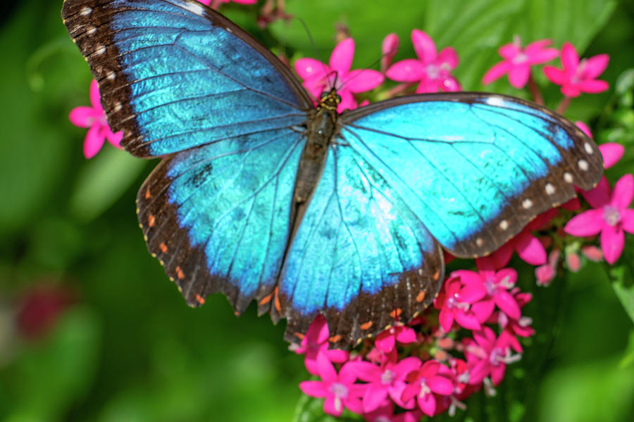 Blue Morpho Butterfly Photograph by Jean Haynes - Pixels