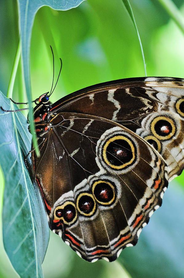 Blue Morpho Butterfly Photograph by Kyle Hanson