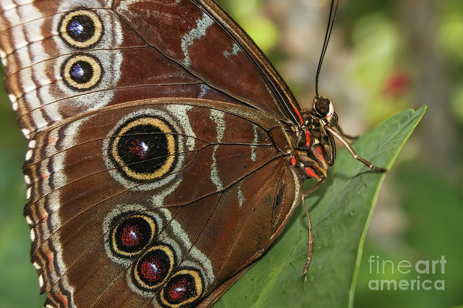 Butterfly Photograph - Blue Morpho Butterfly by Olga Hamilton