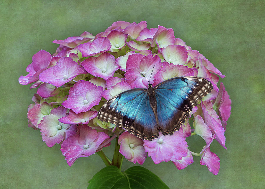 Butterfly Photograph - Blue Morpho Butterfly on Pink Hydrangea by Patti Deters