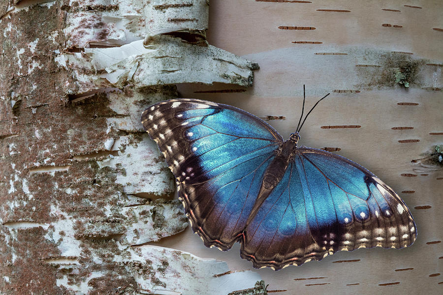 Blue Morpho Butterfly on White Birch Bark Photograph by Patti Deters