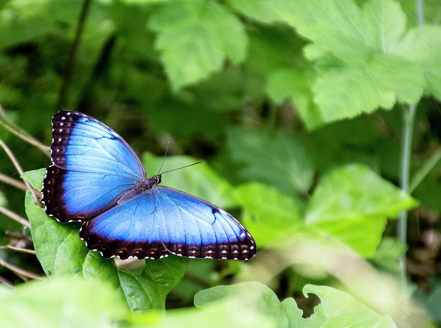 Blue morpho butterfly Photograph by Pietro Ebner