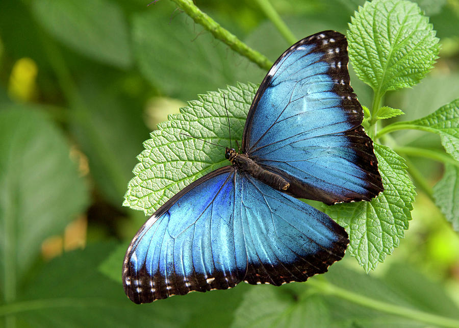 Blue Morpho Butterfly Photograph by Sheila Fitzgerald - Fine Art America