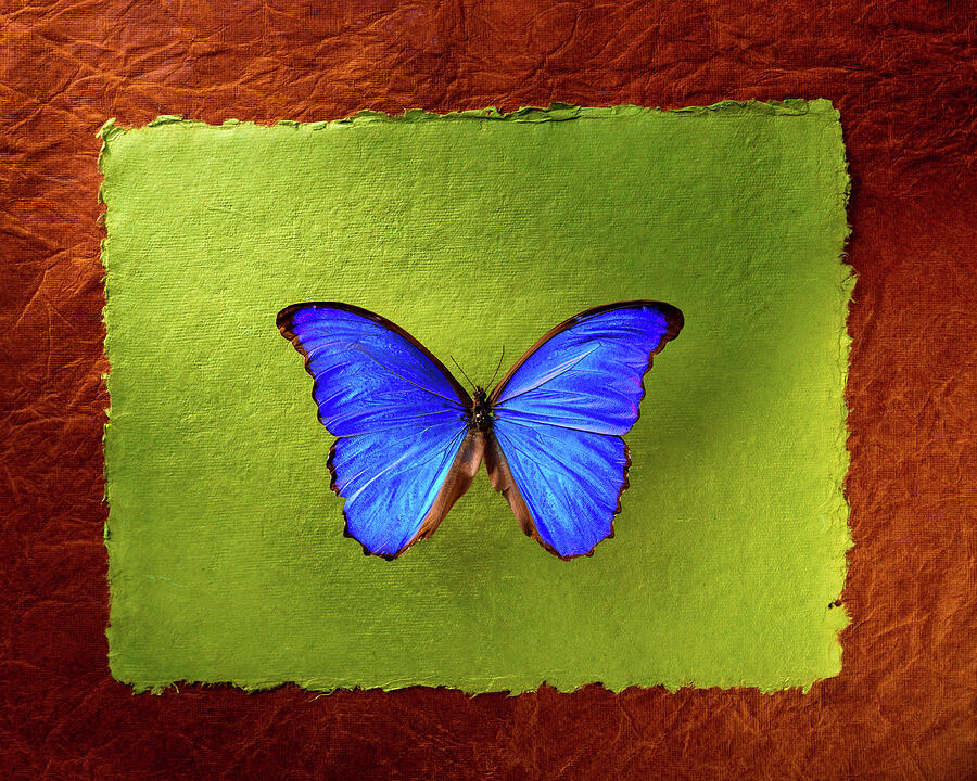 Blue Morpho Butterfly Still Life Photograph by David Smith