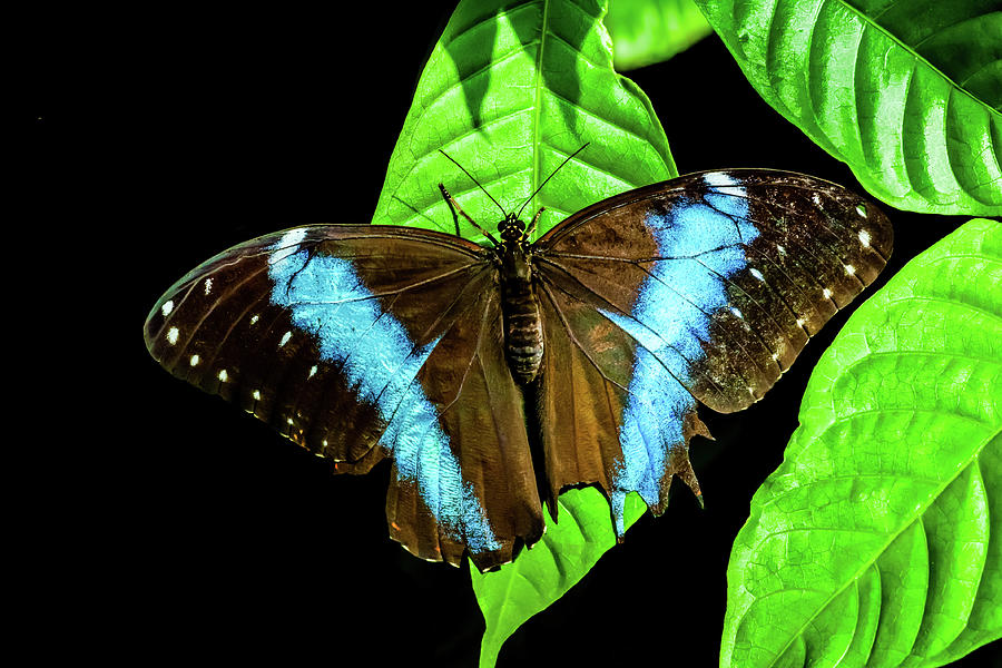 Blue Morpho Butterfly Photograph by Terry Walsh