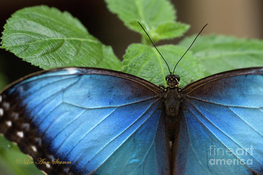 Blue Morpho Butterfly - The Goddess Photograph by Lee Ann Stamm - Fine ...