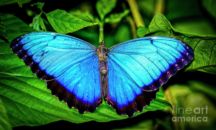 Blue Morpho Butterfly Photograph by Urs Hauenstein - Fine Art America