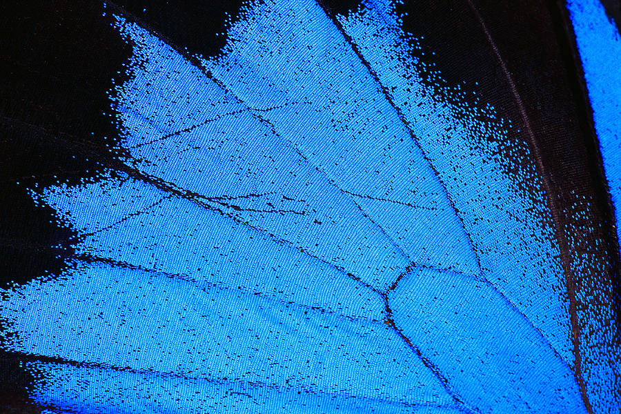 Blue Morpho Butterfly Wing Macro Close Up Photograph by Onfokus