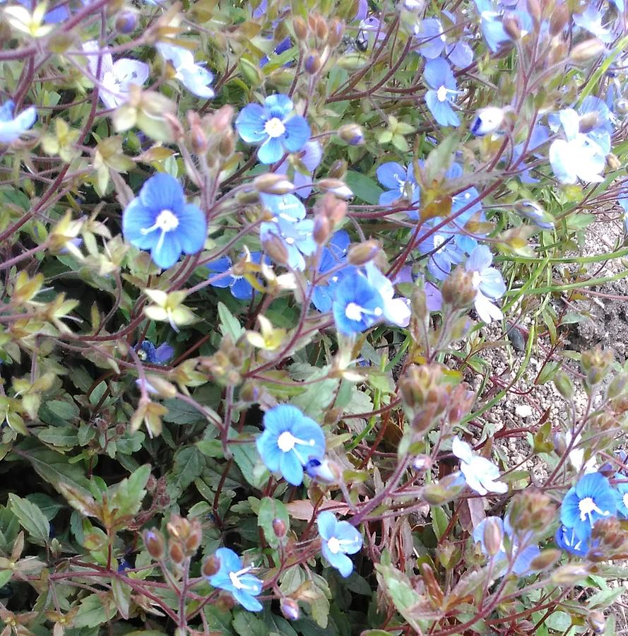 Blue Moss Phlox Photograph by Harumi Tokura - Fine Art America