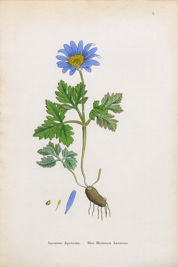 Blue Mountain Anemone, Anemone, Anemone Apennina, Victorian Botanical Illustration, 1863 Drawing by Bauhaus1000