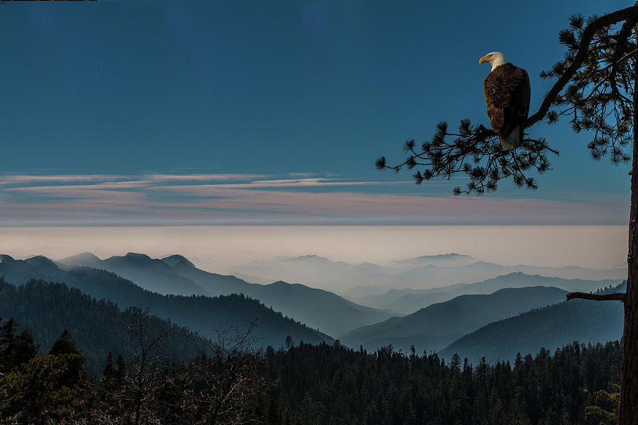 Blue Mountain Eagle Photograph by Patti Deters