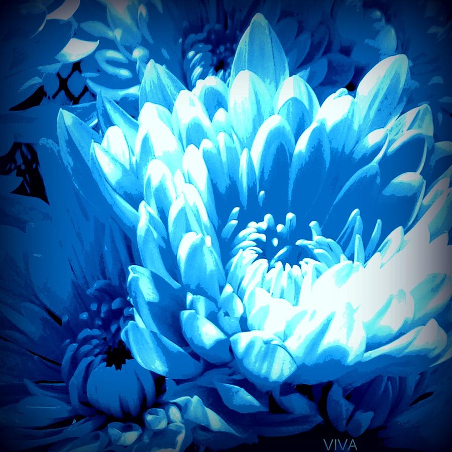 Blue Mums Aglow Photograph by VIVA Anderson