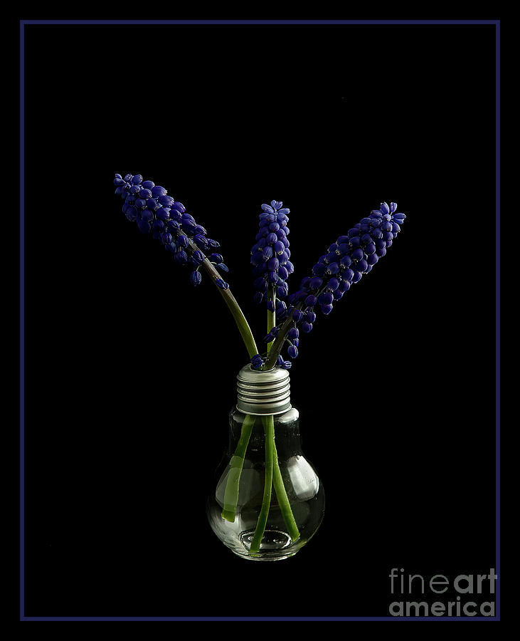Flower Photograph - Blue Muscari by Robert Murray