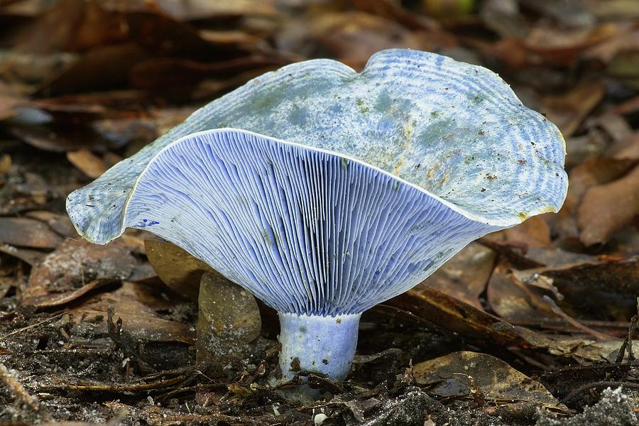 Blue Mushroom Photograph by Paul Rebmann
