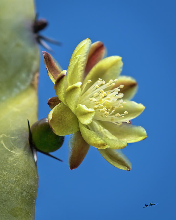 Blue Myrtle Cactus Photograph by Jurgen Lorenzen
