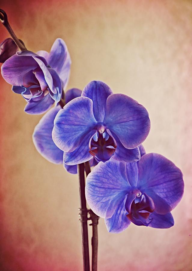 Blue Mystique Orchid Photograph by Gaby Ethington
