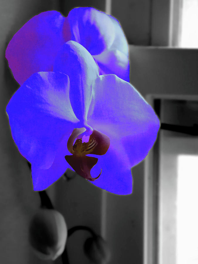 Blue Mystique Orchid In a monochrome world  Oil Painting   Painting by Christopher Mercer