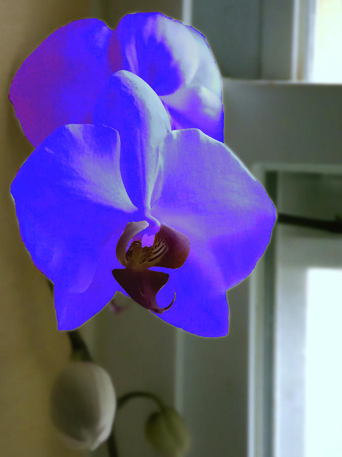 Blue Mystique Orchid In Oil   Digital Art by Christopher Mercer