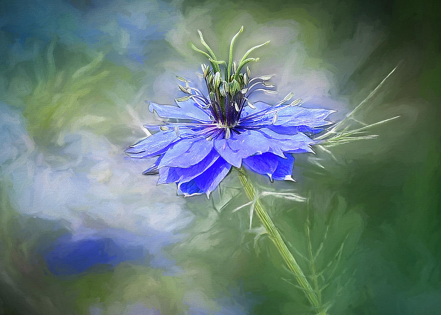 Blue Nigella in the Garden  Photograph by Mary Lynn Giacomini