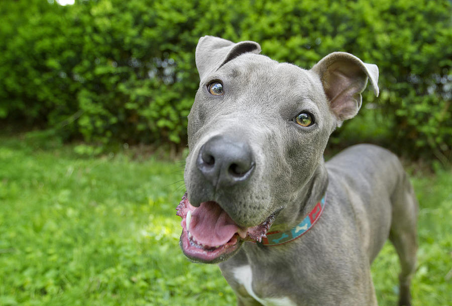 Blue nose pitbull dog Photograph by Holly Hildreth Blue nose pitbull dog Photograph by Holly Hildreth