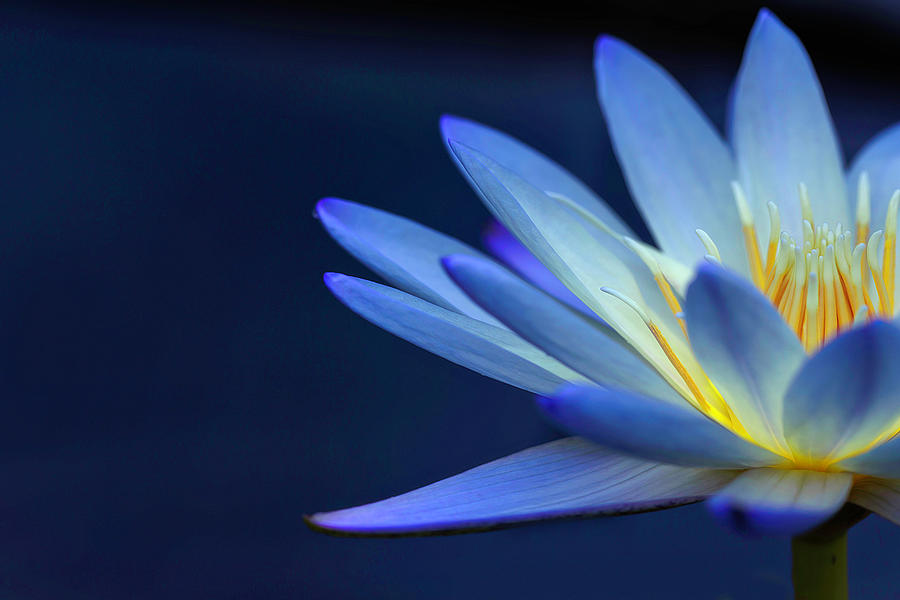 Blue on Blue Lily Photograph by Wes and Dotty Weber