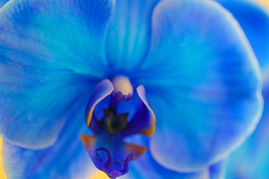 Blue orchid close-up Photograph by Daniela Duncan