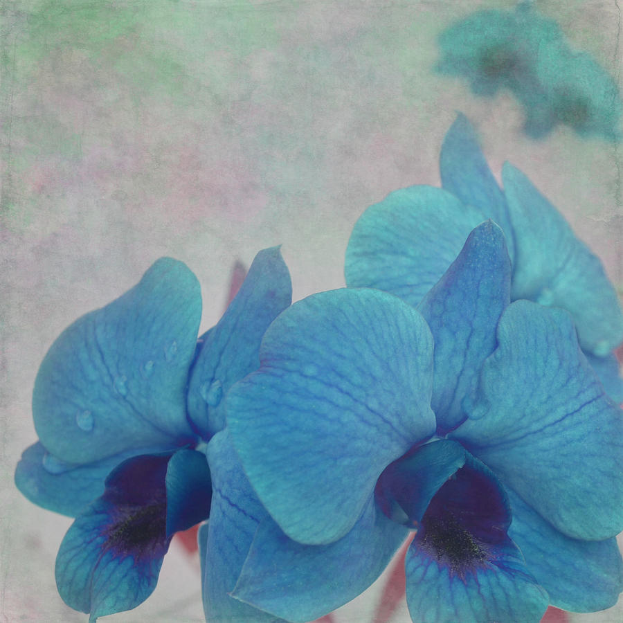 Blue Orchid Floral Photograph