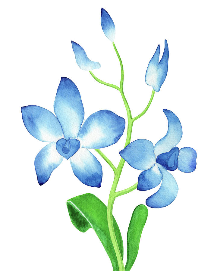 Blue Orchid Flower Botanical Watercolor Painting by Irina Sztukowski