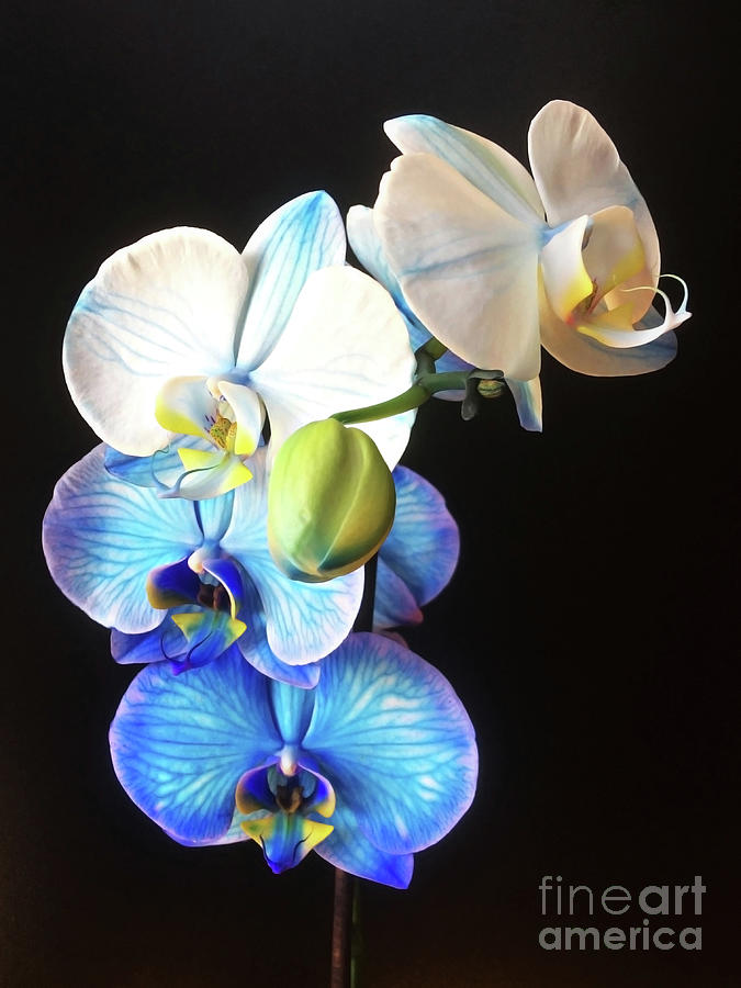 Blue Orchid on Black Background Vertically Photograph by Jasna Dragun