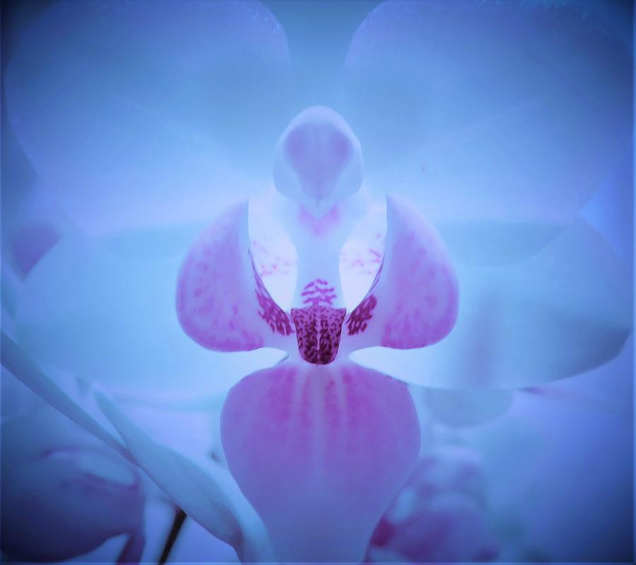 - Blue Orchid  Photograph by THERESA Nye