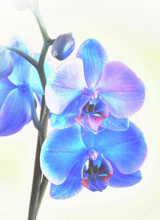 Blue Orchid Watercolor Style Portrait Digital Art by Gaby Ethington