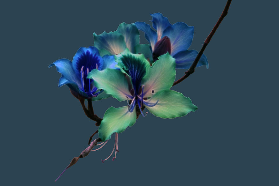 Blue Orchids 2 Photograph by Shane Bechler - Fine Art America