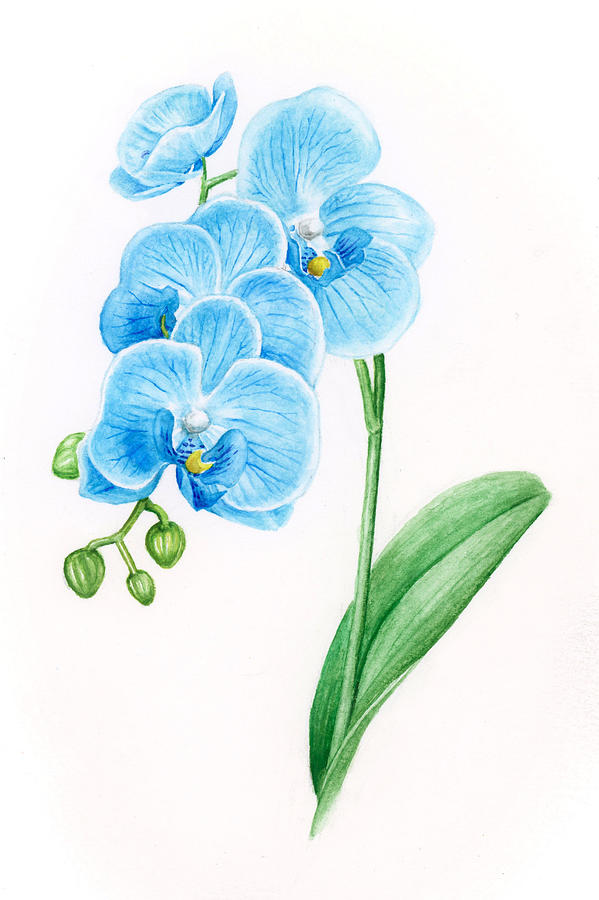 Blue Orchids Painting by Kaitlin Jenkins - Fine Art America