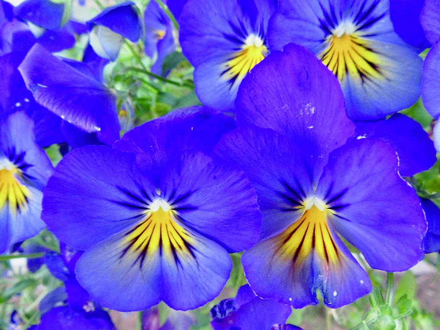Blue Pansies Photograph by Stephanie Moore