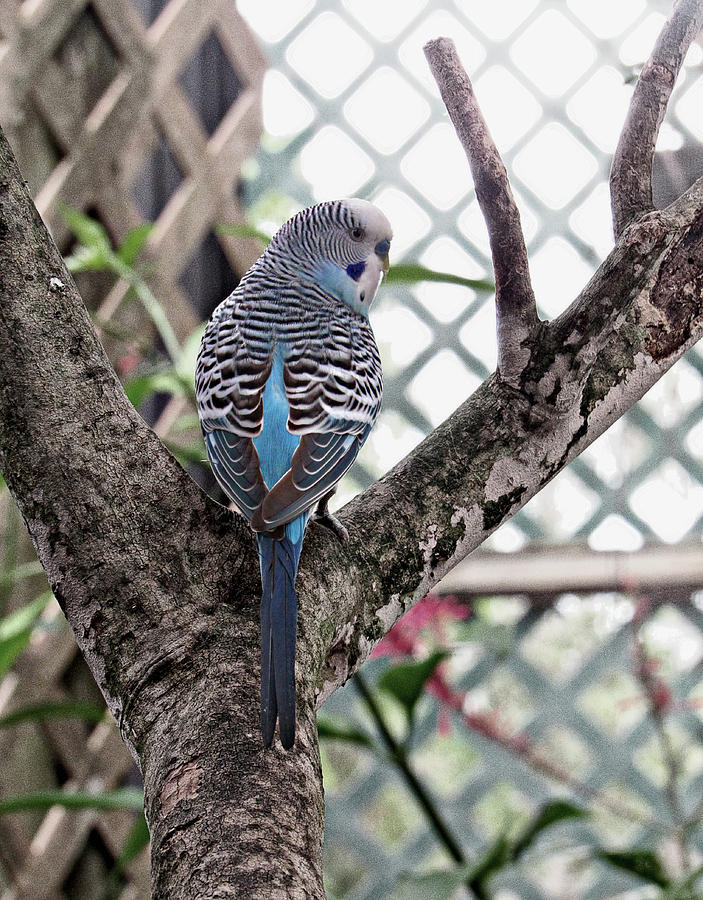 Blue Parakeet Photograph