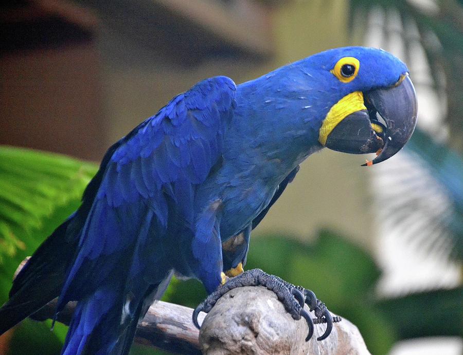 Blue Parrot Hyacinth Macaw Photograph