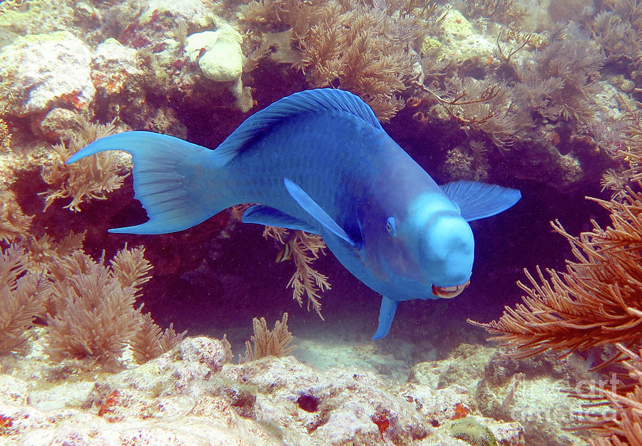 Blue Parrotfish 19 Photograph by Daryl Duda