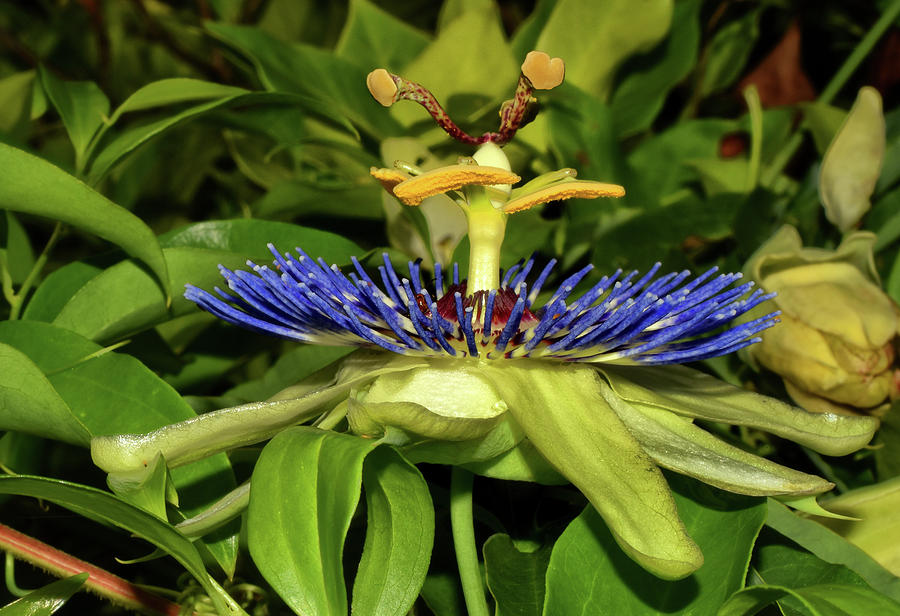 Blue Passion Flower 055 Photograph by George Bostian