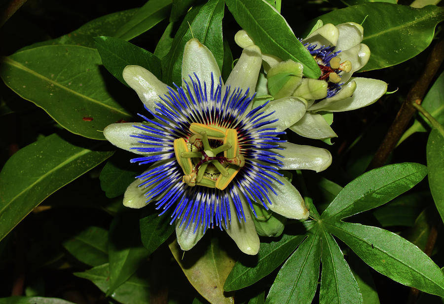 Blue Passion Flower 057 Photograph by George Bostian