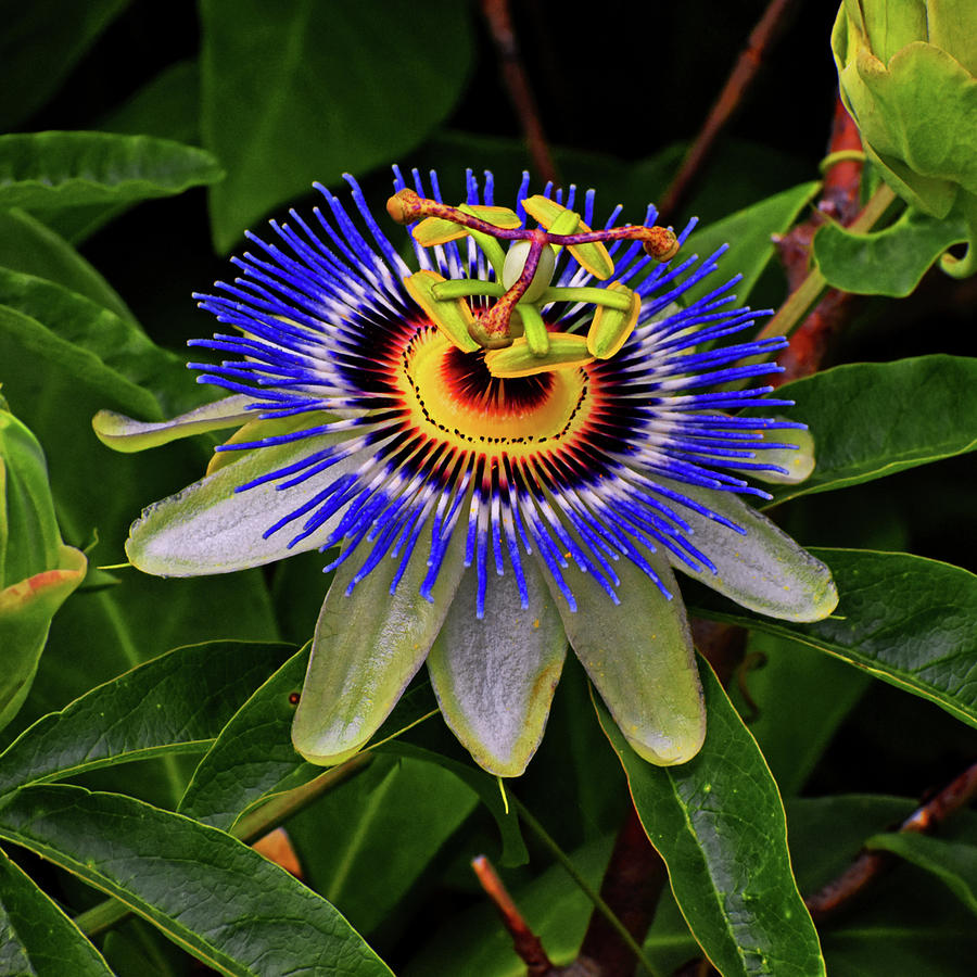 Blue Passion Flower 061 square Photograph by George Bostian