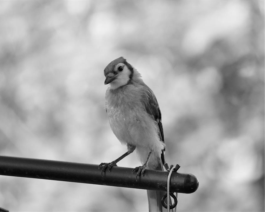 Blue Passion in Black and White Photograph by Rebekah Schweizer - Fine ...