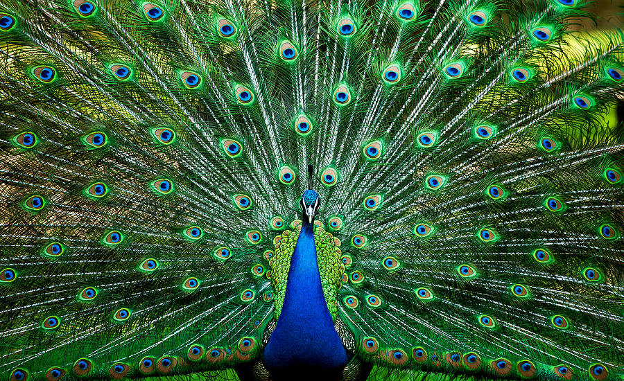 Blue Peacock Photograph by Hans Harms