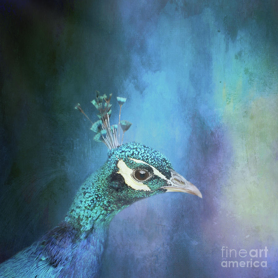 Blue Peacock Portrait 03 Photograph By Elisabeth Lucas Fine Art America 6787